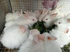 Turkish Angora Rabbits