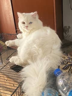 Persian Male Cat