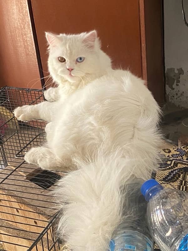 Persian Male Cat 0