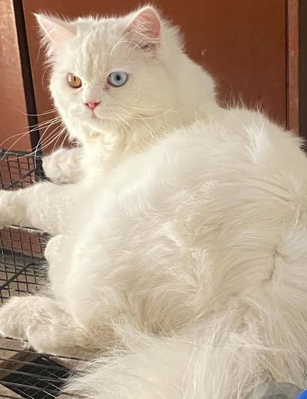 Persian Male Cat 1