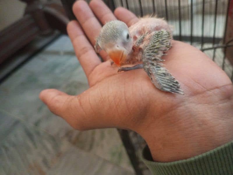 love bird and cocktail chick for hand  tame 5