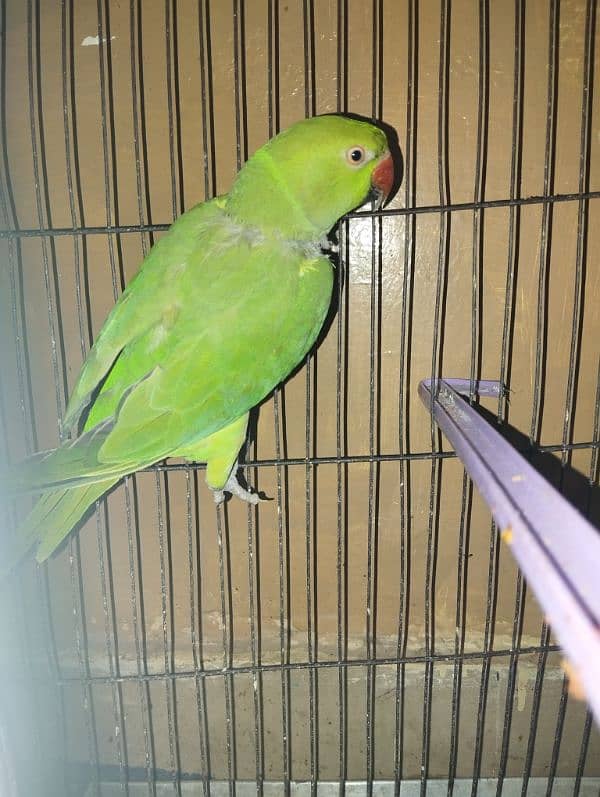 Beautiful Green Parrot 0