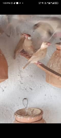 fown jawa patthe love birds and fown jawa ready to bread