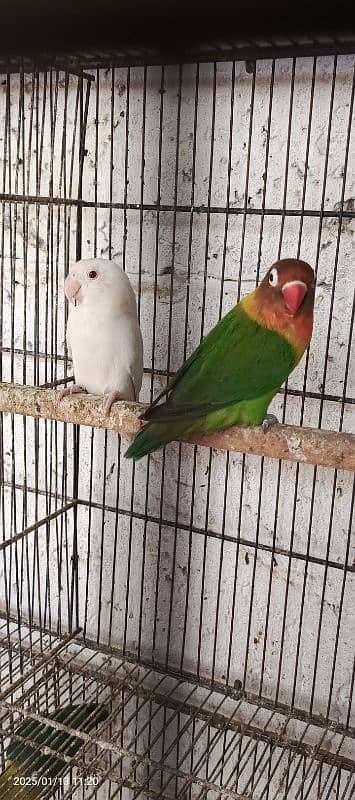 fown jawa patthe love birds and fown jawa ready to bread 3