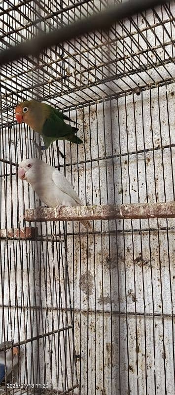 fown jawa patthe love birds and fown jawa ready to bread 5