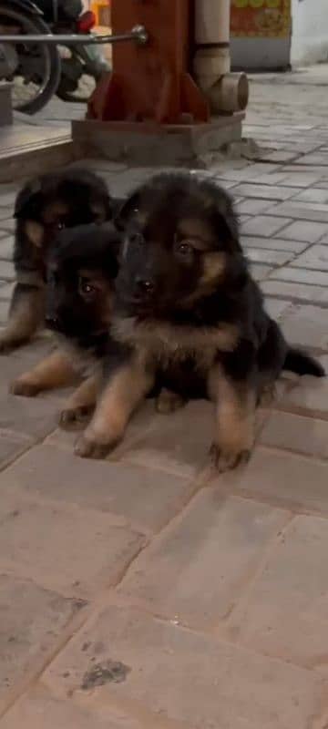 German Shepherd male puppy available 3