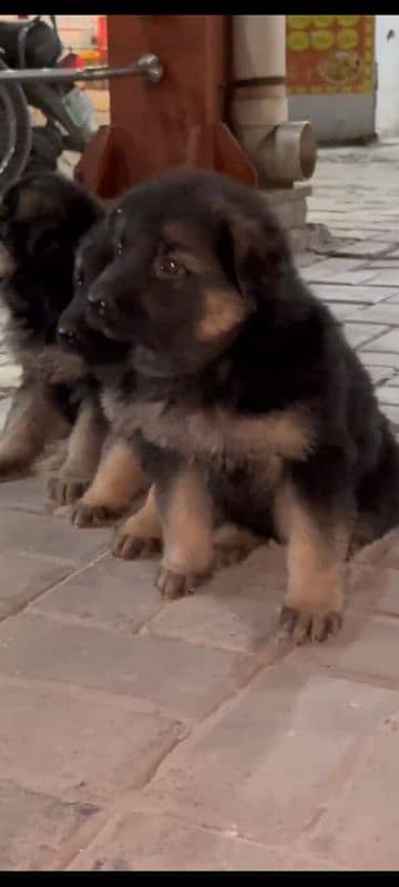 German Shepherd male puppy available 6