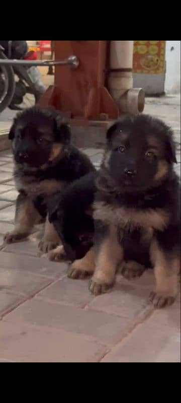 German Shepherd male puppy available 7