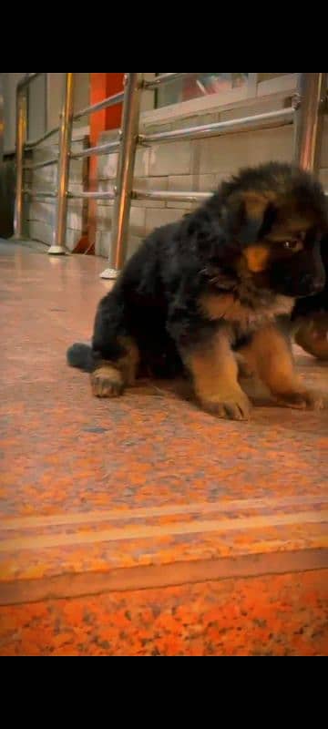 German Shepherd male puppy available 8