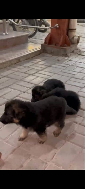 German Shepherd male puppy available 9