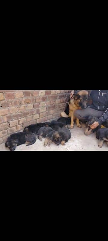 German Shepherd male puppy available 11