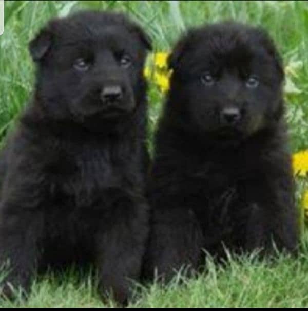 Black German Shepherd double coat pair age 2 month for sale 0