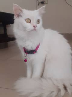 Persian Female Cat