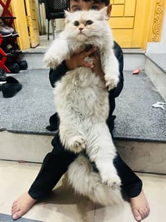 Persian Cat White Off for sale