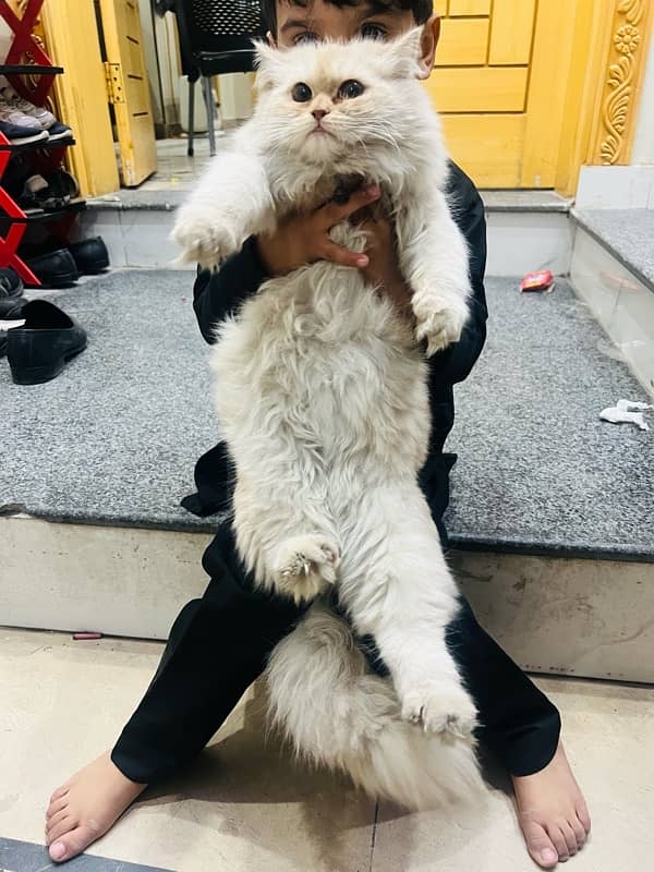 Persian Cat White Off for sale 0