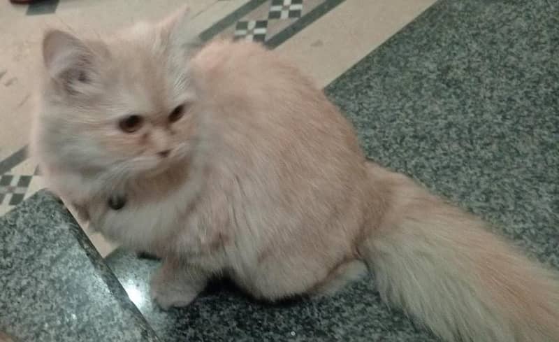 Persian Cat White Off for sale 1