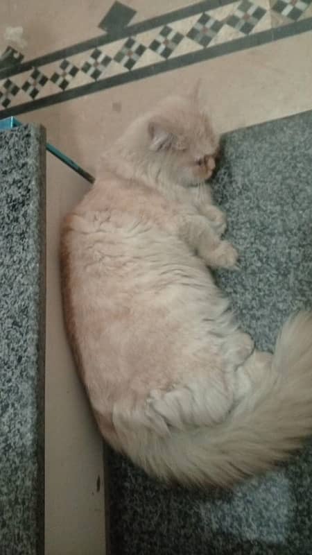 Persian Cat White Off for sale 2