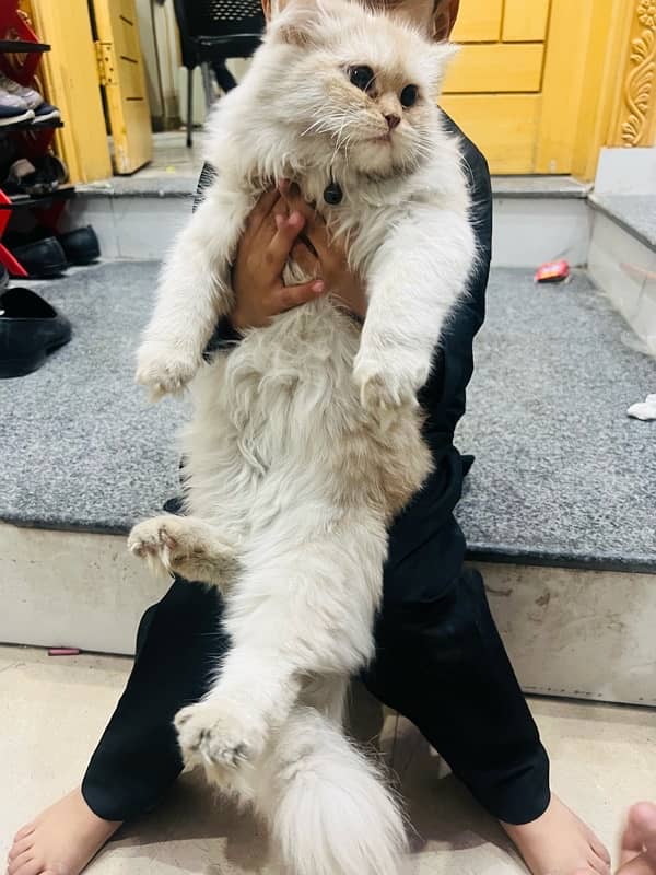 Persian Cat White Off for sale 3