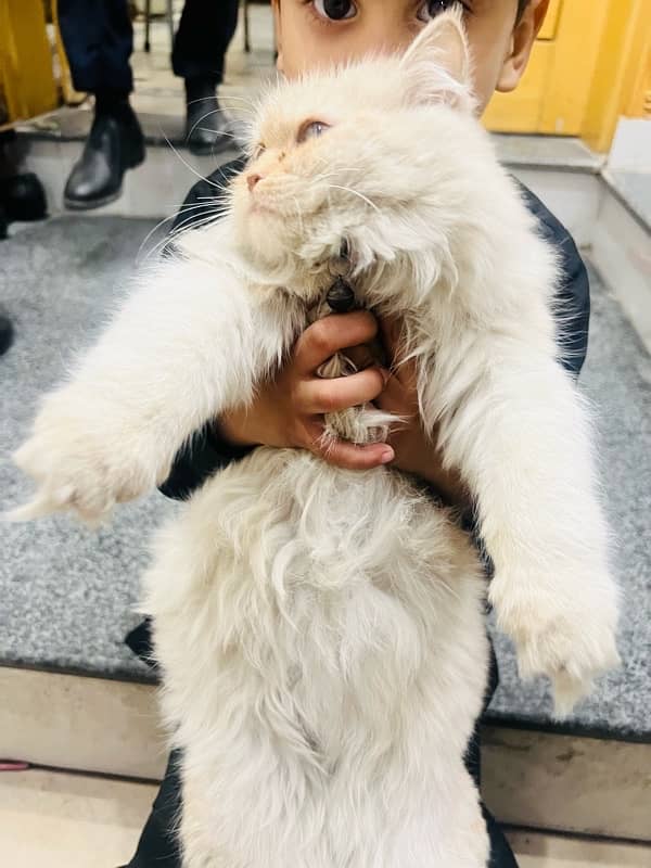 Persian Cat White Off for sale 4