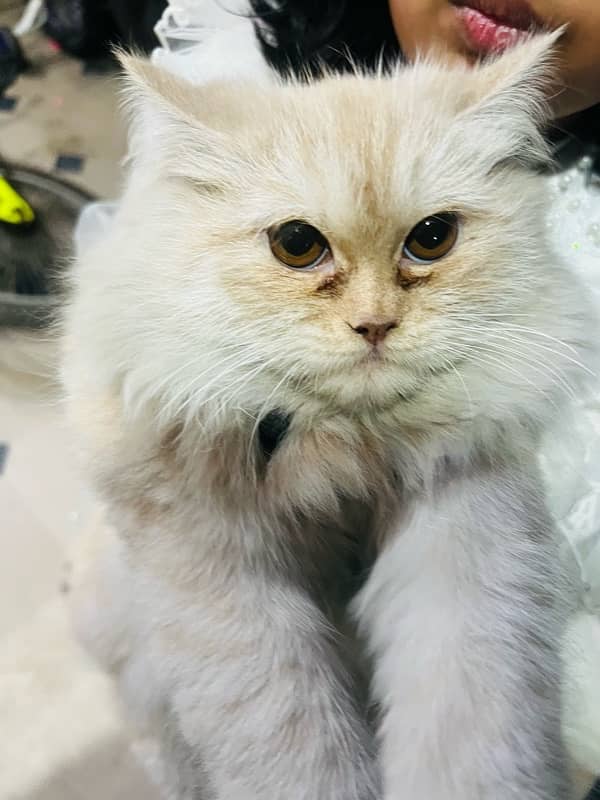 Persian Cat White Off for sale 5