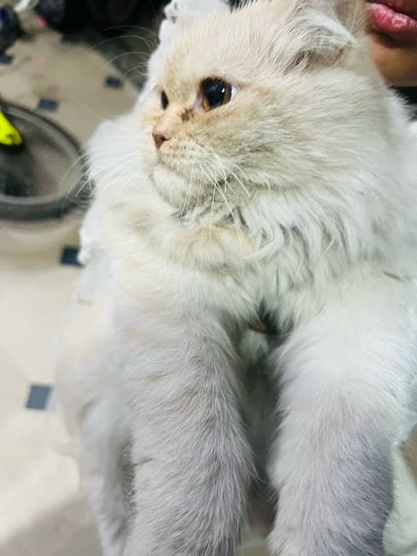 Persian Cat White Off for sale 6