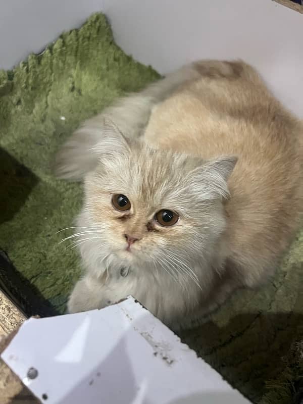 Persian Cat White Off for sale 7