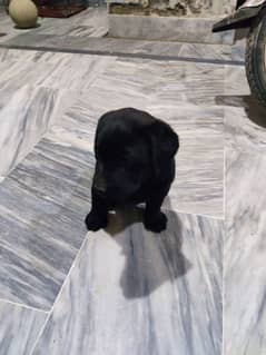 Labrador Female Puppy Available