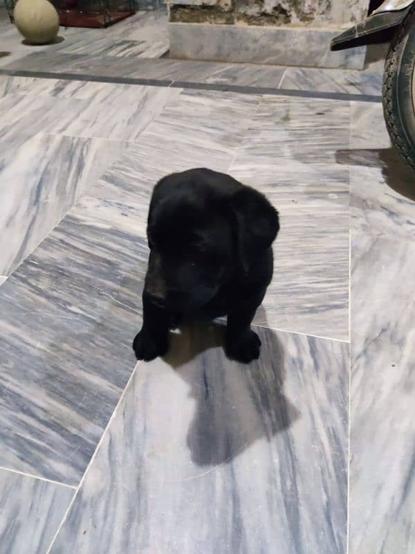 Labrador Female Puppy Available 0