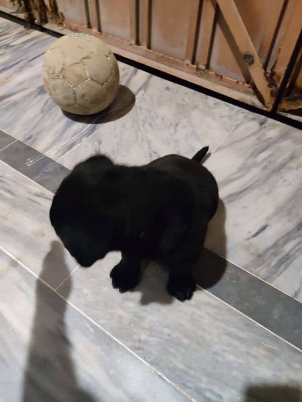 Labrador Female Puppy Available 1