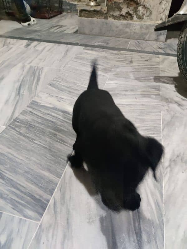 Labrador Female Puppy Available 2