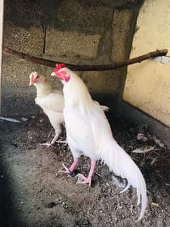 paper white aseels eggs available   03185901299