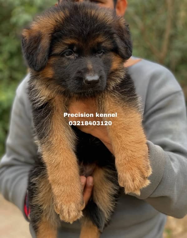 German shepherd Long Hair puppies/ stud  available adavnce booking 1