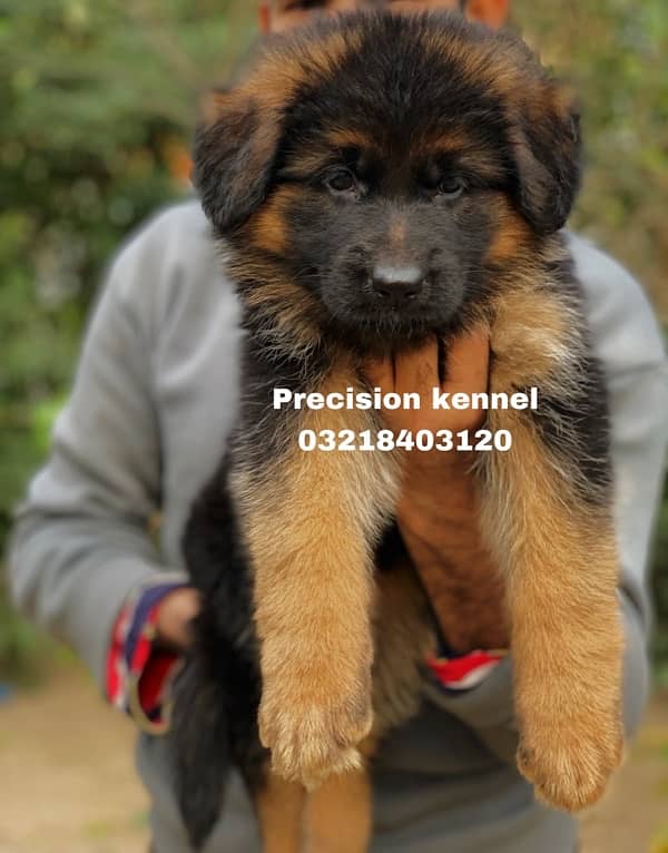 German shepherd Long Hair puppies/ stud  available adavnce booking 2