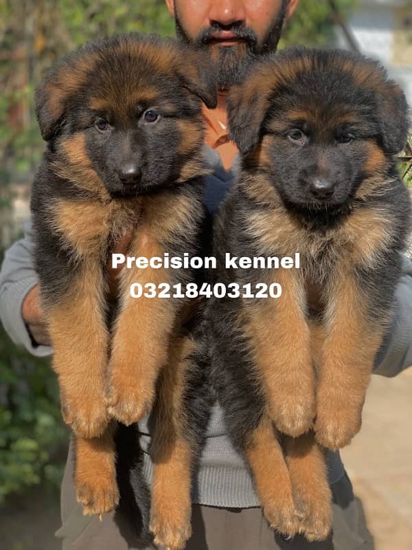 German shepherd Long Hair puppies/ stud  available adavnce booking 3