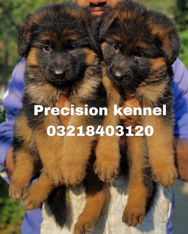 German shepherd Long Hair puppies/ stud  available adavnce booking 4