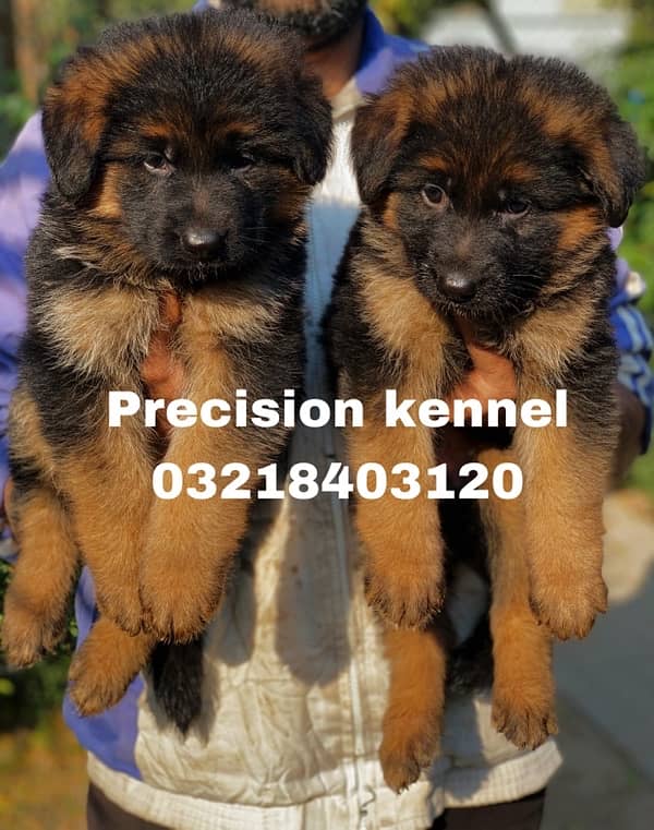 German shepherd Long Hair puppies/ stud  available adavnce booking 5