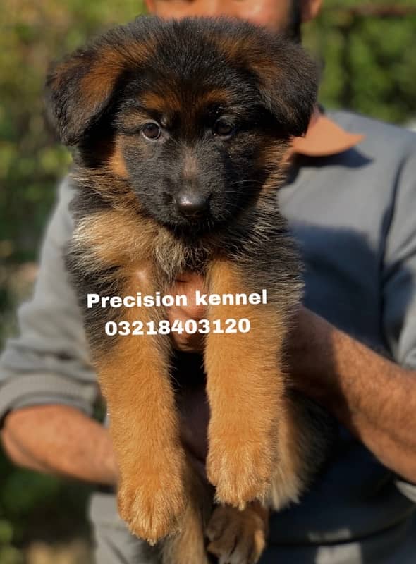 German shepherd Long Hair puppies/ stud  available adavnce booking 6