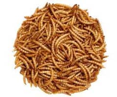 mealworms