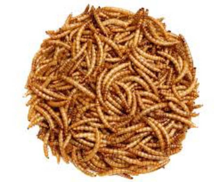 mealworms 0