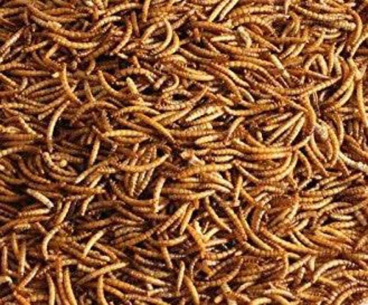 mealworms 1