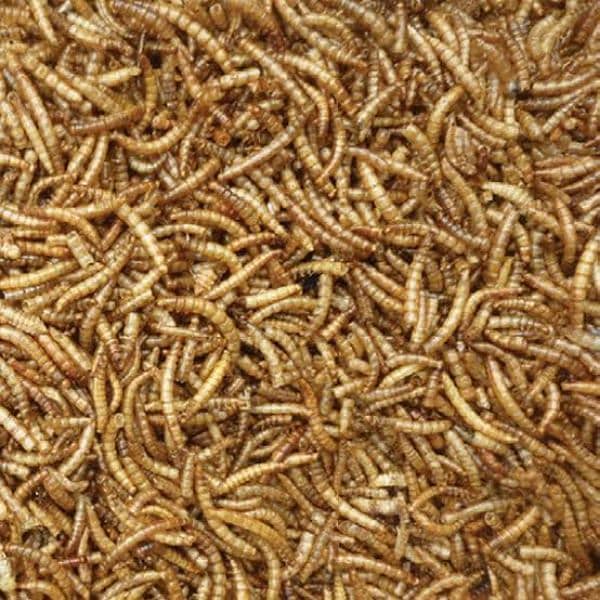 mealworms 2