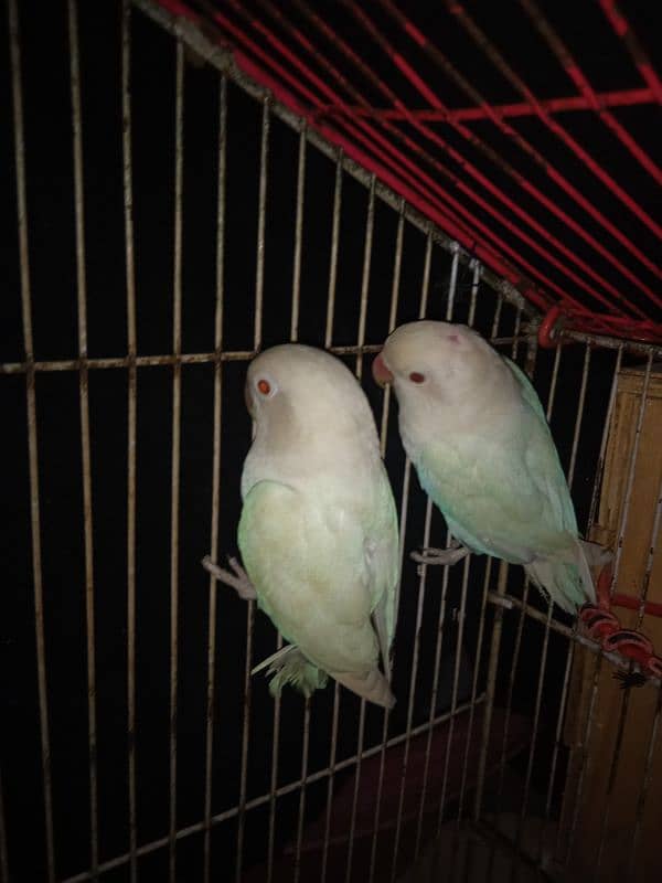 albino red eye 0