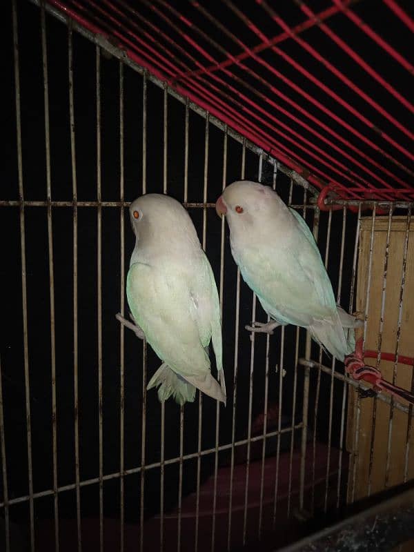 albino red eye 1