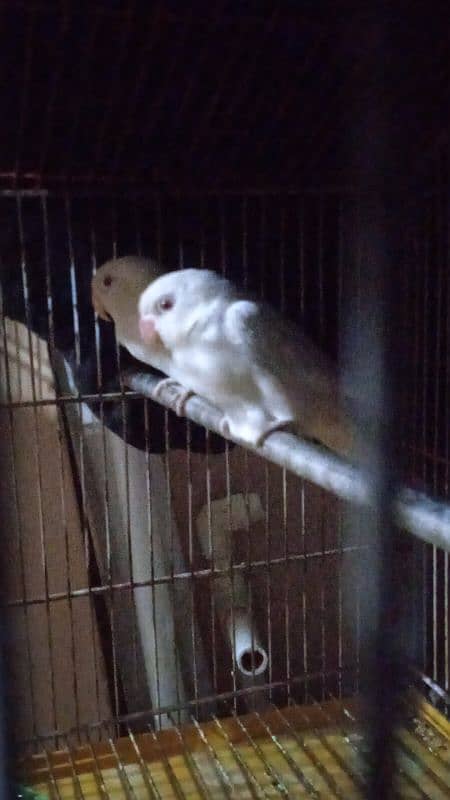 albino red eye 4