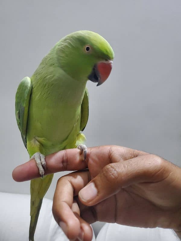 tame talking face to face talking parrot breeder female 0