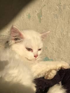 Solid White Persian tripple coat