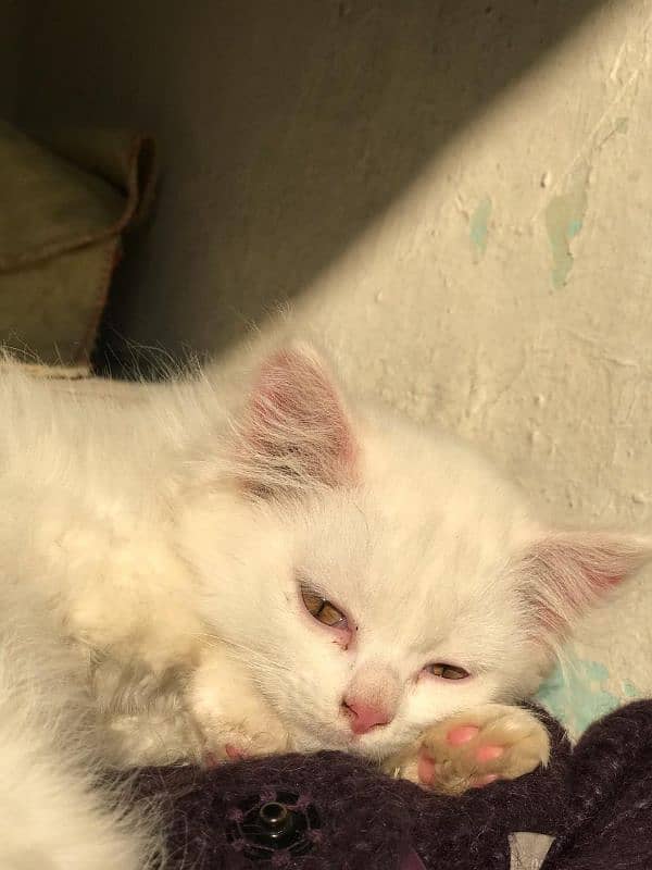 Solid White Persian tripple coat 2