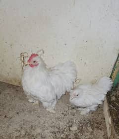 Light sussex white selkie Male and white bentum pair for sale