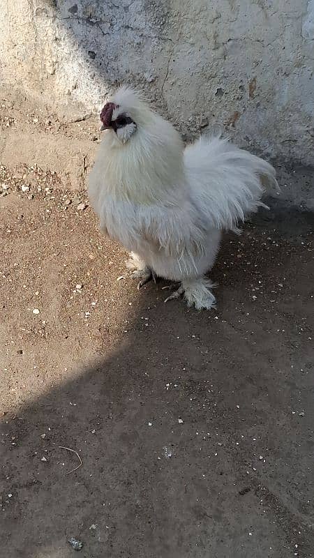 Light sussex white selkie Male and white bentum pair for sale 7