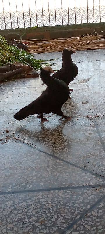 #pigeons#kabooter black mokhi breedar pair 3